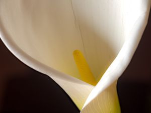 wkl 07 Wilhelm Kleinoder   Calla